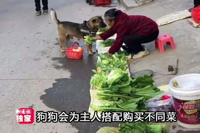山东一只小狗叼着菜篮替主人买菜，智商不次于一个会打酱油的孩子