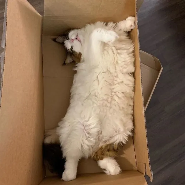因猫每天吃四个罐头，大到挡住主人上身，猫咪出门还被认成狮子