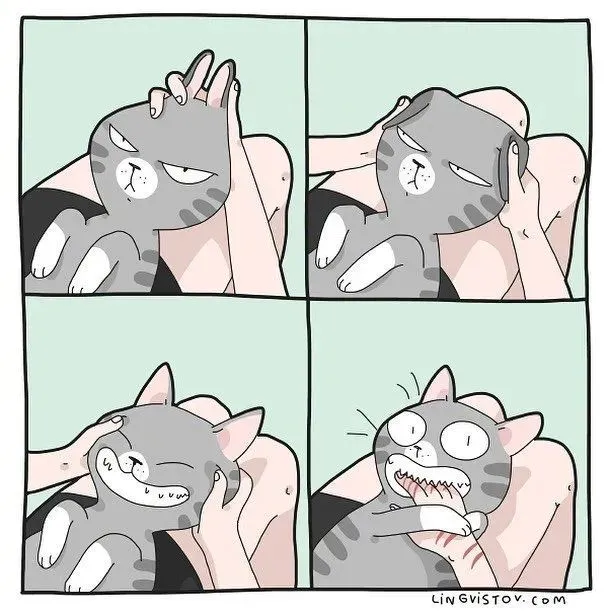 【冷兔趣闻】养猫人家的真实生活