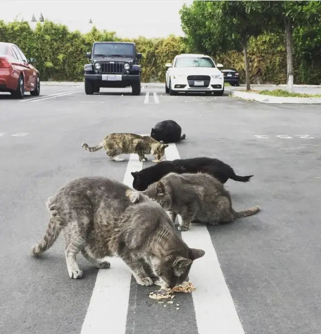 “做一个简易猫窝，让流浪猫过一个温暖的冬天！”