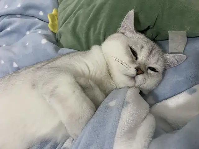 养得好的猫咪才有的5种表现！你中了几个？
