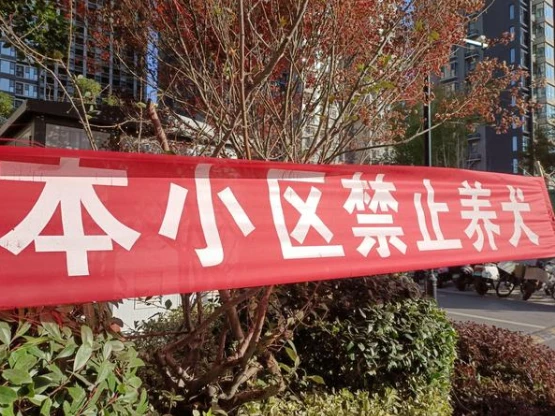 如何避免狗咬人？如果你在伊朗，完全不会为该问题伤脑筋