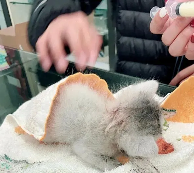 猫趣｜怕猫的网友从墙壁里救出双眼流脓的小猫，从此开启铲屎官的生活