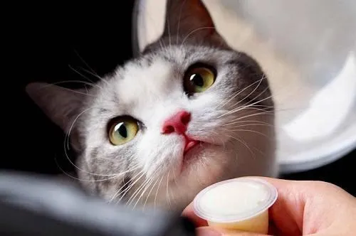关于猫咪的十个冷知识，你知道几个？
