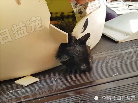 猫咪差点被新买的猫窝害死，新房秒变“刑房”，贵不一定好！