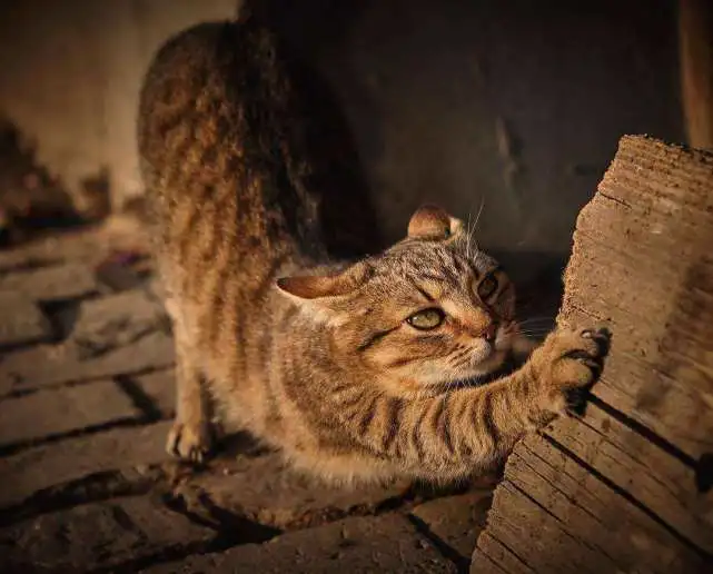 把猫咪关在家里一辈子，对猫咪来说残忍吗？