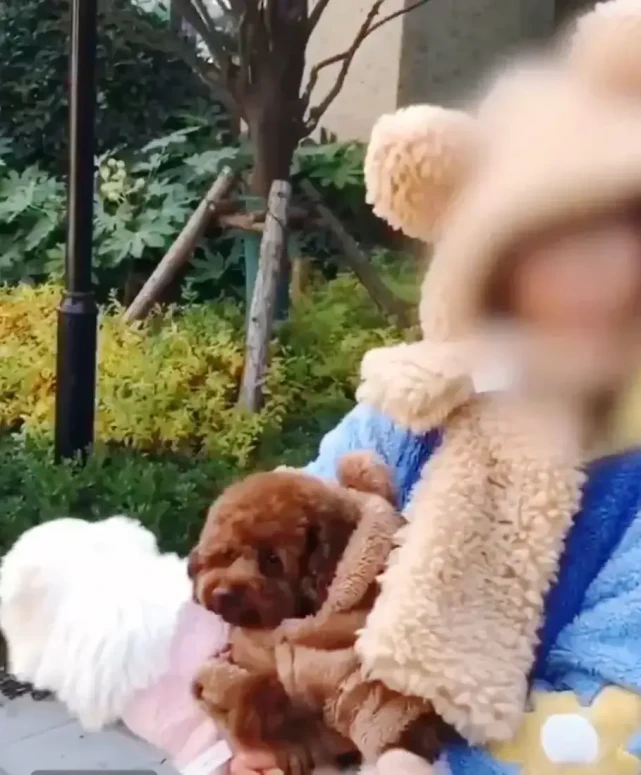 查狗主人有多金贵是否有公职！“狗比娃金贵”视频中狗和主人被罚