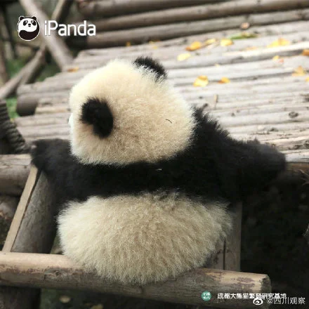 熊猫宝宝不靠颜值取胜 靠背影就够了！