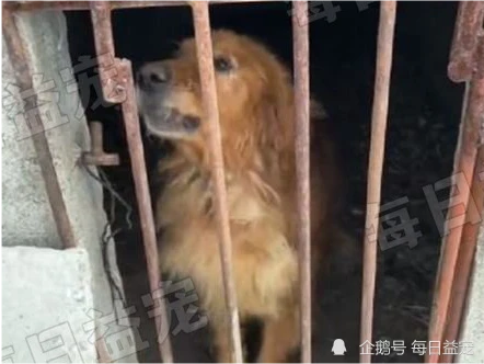 金毛被关猪圈无人问津，连一滴水都没得喝，主人：没时间！