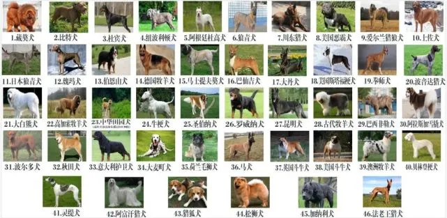最新版银川市禁养犬类品种出炉，12月4日起禁养这46种犬类！