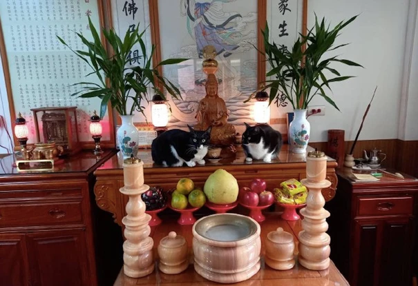 下班回家看了一眼菩萨的摆台，发现2只猫咪在上面：我滴个乖乖