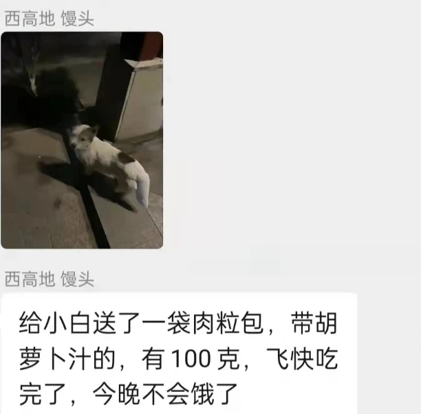 小狗不知主人搬家离去，日日守在小区不肯走，业主们的做法很贴心