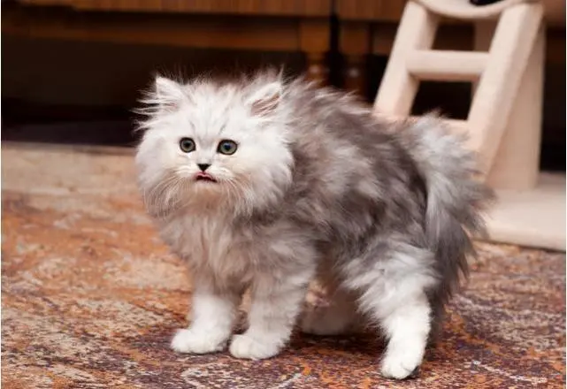 搬家5次后，我的猫应激反应“猝死了”