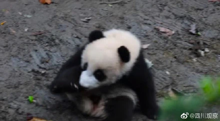 熊猫宝宝导航失灵跑偏摔倒 自己乖乖爬回来