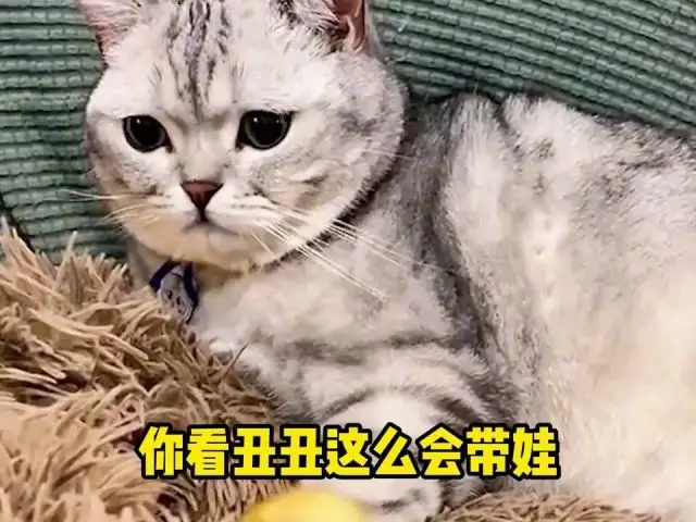 鸭宝认妈记！猫咪孵出了个鸭宝宝！该怎么让猫相信鸭子是它的宝宝
