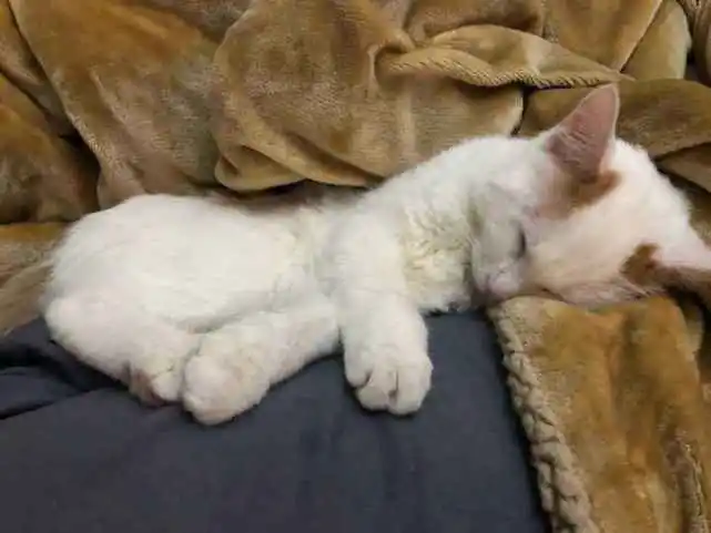 猫咪的咕噜声在不同情景下是表达什么意思？