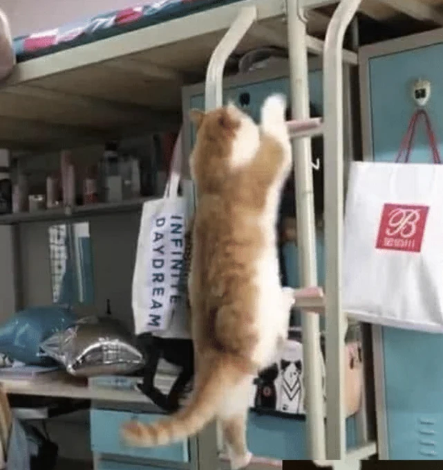 女生宿舍悄悄养猫，被举报后宿管阿姨都想笑：这是喂的猪饲料吧？