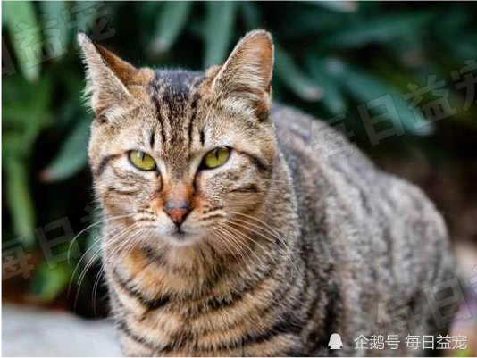 4种珍贵的本土猫，颜值不输布偶猫，可惜很多人不知道！