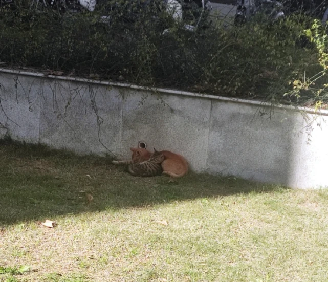 校园保安驱赶流浪猫，2天后橘猫偷跑回来接小猫，隔壁学校不抓猫