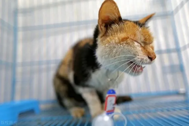 教你如何拐走一只流浪猫