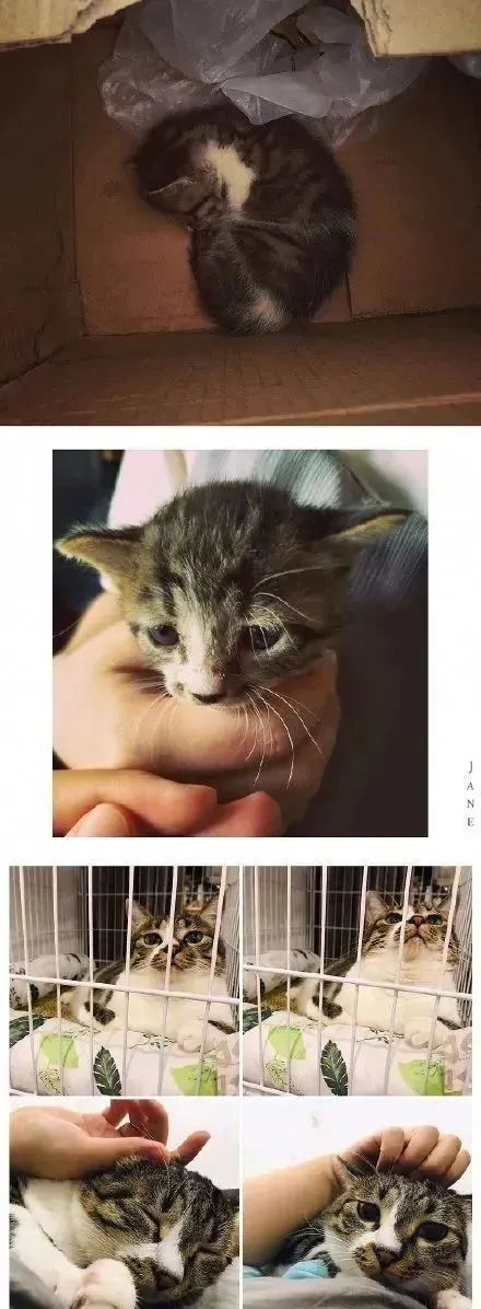 流浪猫结束流浪前后大对比