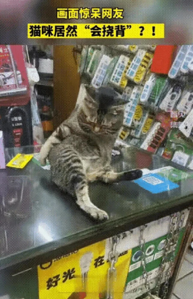 猫“老板”坐在柜台上，隔了会却把人给看愣住了：不愧是狸花猫呀