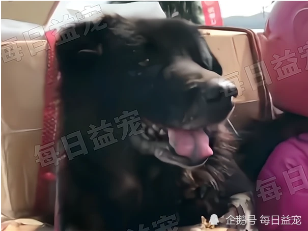 不忍让狗狗受苦，打工夫妻每年骑车几百公里，都要带它回家！