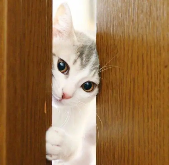 猫咪喜欢偷看主人“上厕所”，往往是这些原因导致