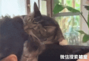 萨摩耶鬼鬼祟祟的扶墙偷窥，想出去玩又不敢，这模样害羞又猥琐？