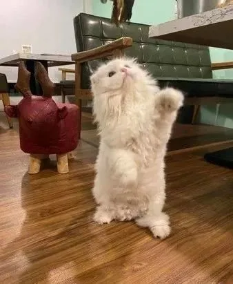 布娃娃折耳猫可爱举动藏病痛，她心疼：连爬楼梯都会摔倒