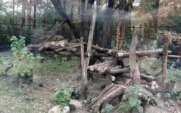 上海动物园改造了一座大型“猫爬架”～看看TA的主人是谁
