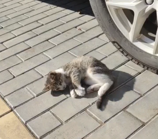 流浪猫主动起来有多幸福？女孩买了猫粮放猫窝，仅用两天救走小猫