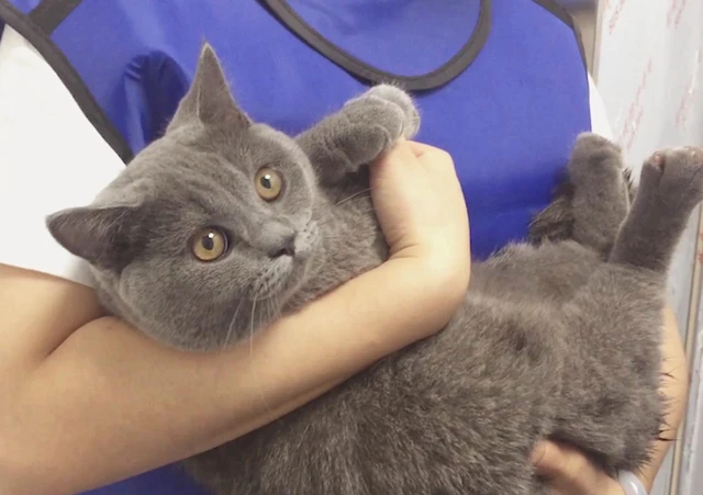 为什么抱猫的时候，它会很挣扎？可能有这几种原因