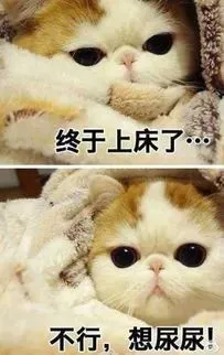 猫咪也会尿床吗？怎么才能不生气呢？猫咪尿床该不该揍？