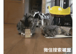 全网都在抢麦当劳纸盒猫窝？但你知道猫为什么偏爱钻纸箱吗？