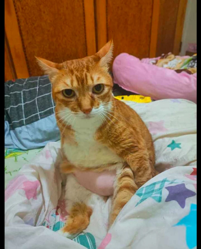 橘猫坐在床上的时候，粉色的肚子凸出来特别的大，也太显眼了吧！