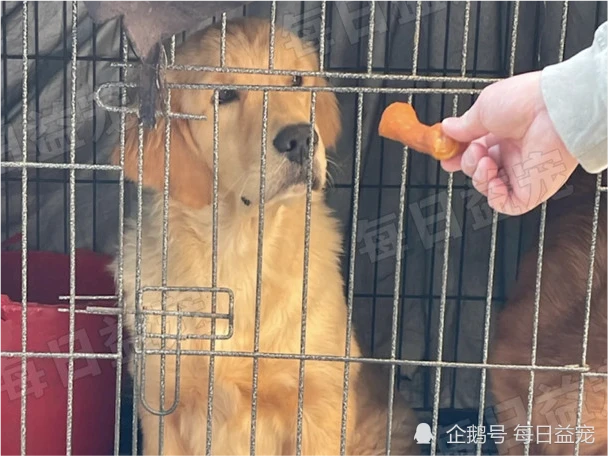 金毛被关笼子数月，吃喝不愁却并不开心，主人无奈回答：我没时间​