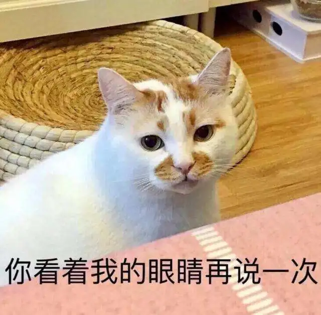 这年头，养猫都开始“内卷”了吗？