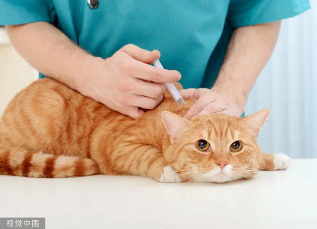 猫肉对人体是有害还是有利？看完这个你就明白了