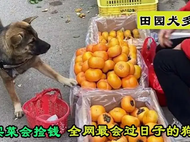 一只能自己上街买菜的田园犬，会捡钱“偷”菜，超高智商菜农都怕