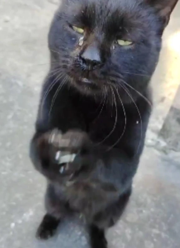 流浪黑猫逢人就作揖，看上去让人十分心疼：这是经历了多少苦难啊