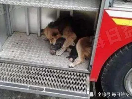 家中突发大火，狗狗不顾危险多次出入火场，只为做这件事！