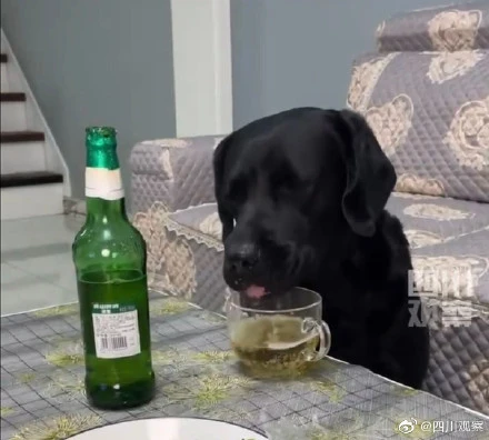 狗子偷喝主人啤酒后呼呼大睡