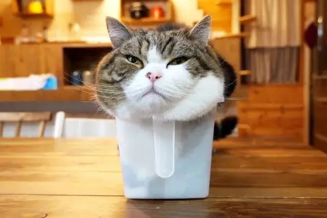 其实，养猫真的会“上瘾”