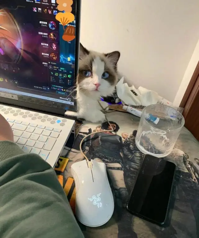 男子刚准备打游戏，看见自家猫咪后却愣住了：你这是啥表情呀？