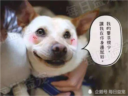 主人将要离开，狗狗冒雨也要相送，这份情让人感动！