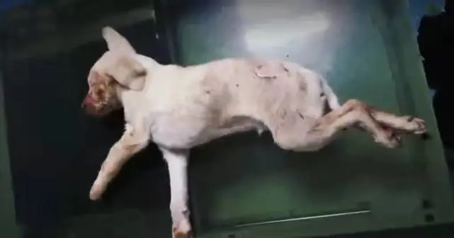 女子收养300多只狗，负债累累却不想被人知道住处，原因令人无奈