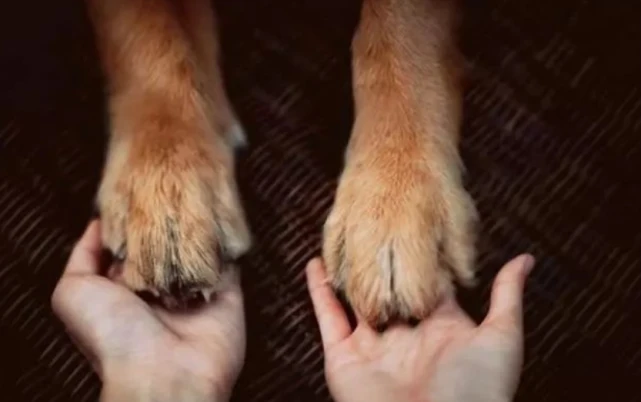 为什么救助流浪猫狗，回答感人肺腑，爱心不分人和动物！