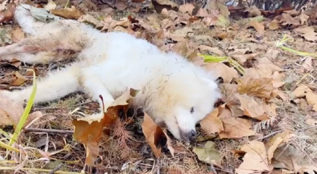 骨瘦如柴，但依然漂亮的萨摩耶在小树林里无助哀嚎，小伙：它究竟经历过什么