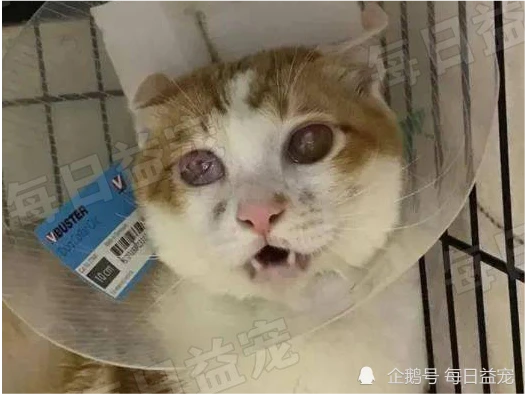 流浪猫误闯工地，被工人扔进搅拌机取乐，幸被好心人及时救出！